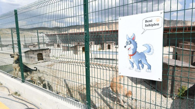 Mamak belediyesinden “20 köpek vuruldu” şikayetine yanıt: “Toplanan 4 köpek emin ellerde”