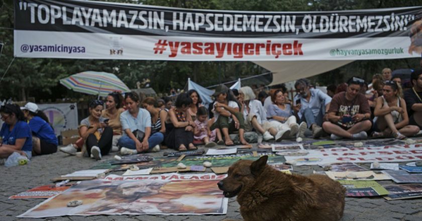Eski AKP Milletvekili Şamil Tayyar: “Köpekler hiçbir kurala uyulmadan hunharca katlediliyor”